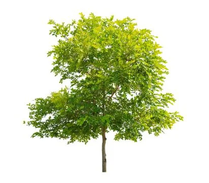 Isolated big tree on White Background. Stock Photos