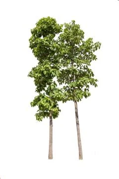 Isolated big tree on White Background. Stock Photos