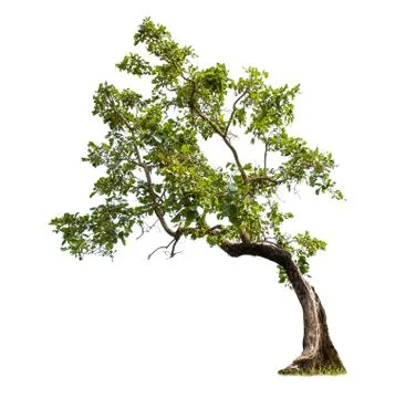 Isolated big tree on White Background. Stock Photos