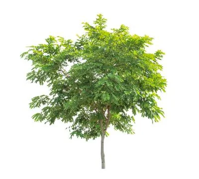 Isolated big tree on White Background. Stock Photos