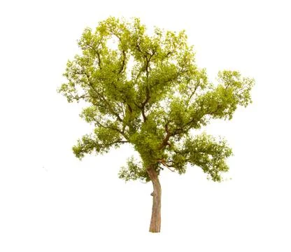 Isolated big tree on White Background. Stock Photos