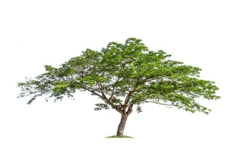 Isolated big tree on White Background. Stock Photos