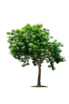 Isolated big tree on White Background. Stock Photos