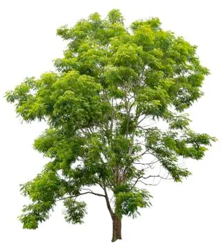 Isolated big tree on white background with clipping paths. Stock Photos