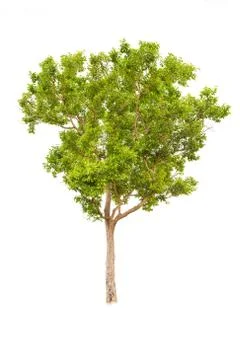 Isolated big tree on White Background. Stock Photos