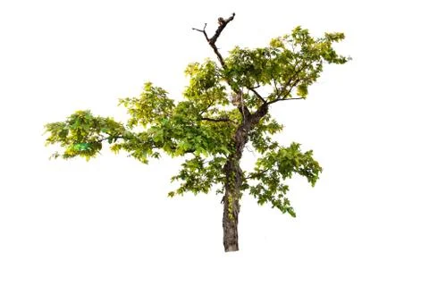 Isolated big tree on White Background. Stock Photos