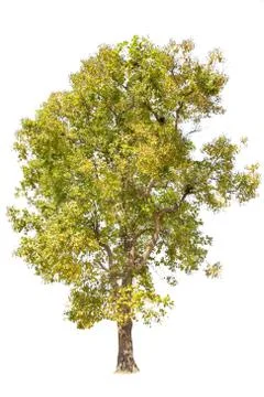Isolated big tree on White Background. Stock Photos