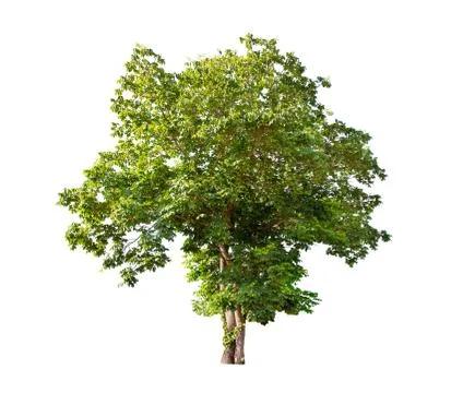 Isolated big tree on White Background. Stock Photos