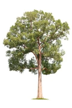 Isolated big tree on White Background. Stock Photos