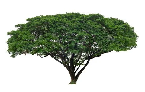 Isolated big tree on white background Stock Photos