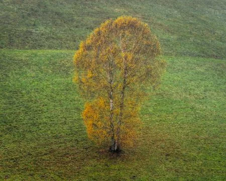 Isolated Birch with Fall Foliage Stock Photos