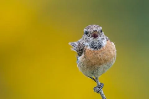 Isolated bird calling Stock Photos