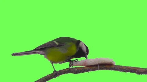 Isolated bird on a green screen Stock Footage 84553862