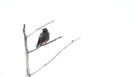 Isolated Bird Perched on Electric Wire with Clear Background Stock Footage 318617392