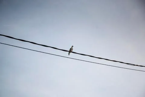 Isolated bird in the wire Stock Photos