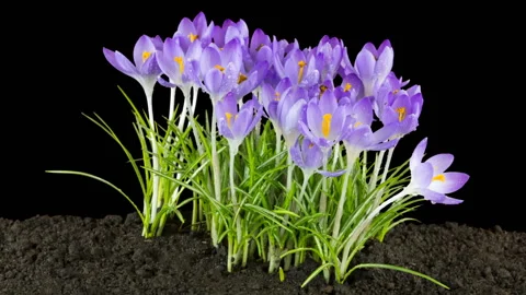 Isolated on black background. Time lapse. Stock Footage 105398984