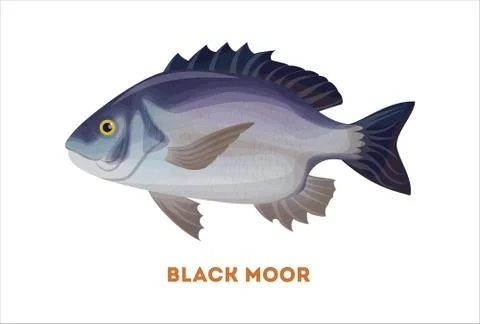 Isolated black moor fish. Stock Illustration