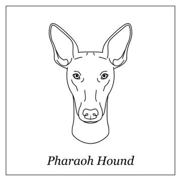 Isolated black outline head of pharaoh hound on white background. Line cartoo Stock Illustration