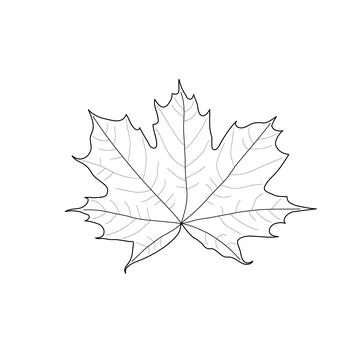 Isolated black outline leaf of maple on white background. Black line maple le Stock Illustration
