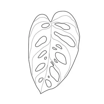 Isolated black outline leaf of monstera adansonii. Black line exotic leaf of  Stock Illustration