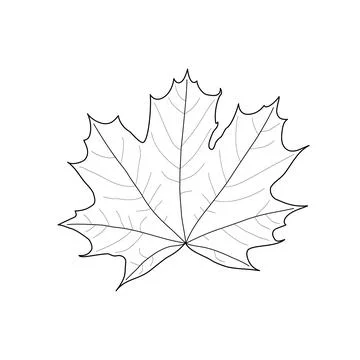 Isolated black outline maple leaf on white background. Black line maple leaf 스톡 일러스트