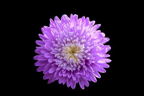 Isolated on black. Foto stock