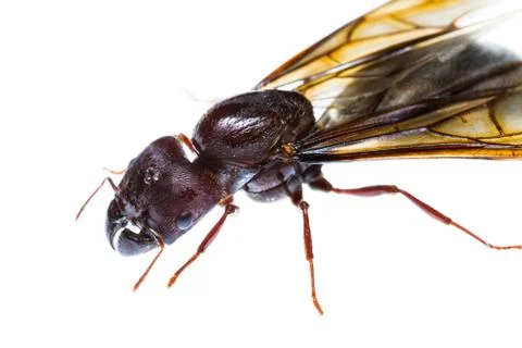 Isolated black queen ant Stock Photos