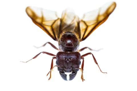 Isolated black queen ant Stock Photos