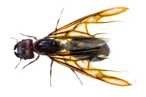 Isolated black queen ant Stock-Fotos