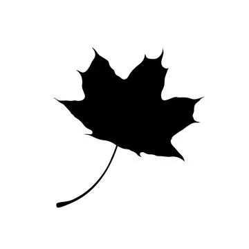 Isolated black silhouette of maple leaf on white background. Stock Illustration