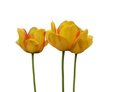 Isolated blooming yellow-red tulips on a white background Stock Photos