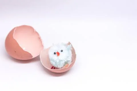 Isolated blue chicken sitting in a shell on the background of a broken shell. Stock Photos