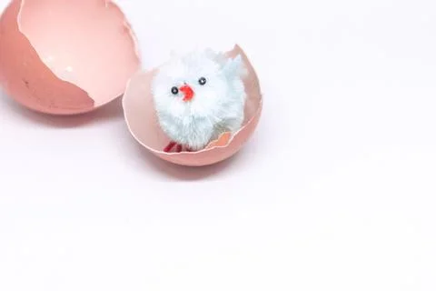 Isolated blue chicken sitting in a shell on the background of a broken shell. Stock Photos