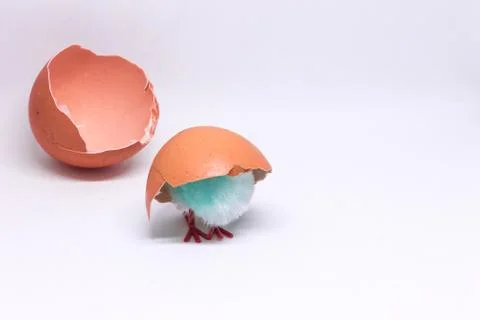 Isolated blue chicken sitting in a shell on the background of a broken shell. Stock Photos