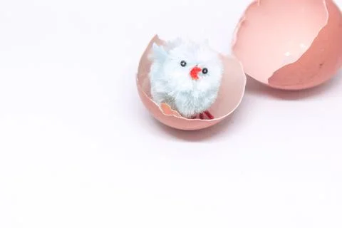 Isolated blue chicken sitting in a shell on the background of a broken shell. Stock Photos