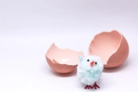 Isolated blue chicken sitting in a shell on the background of a broken shell. Stock Photos