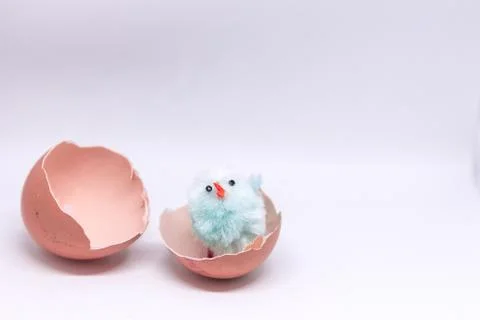Isolated blue chicken sitting in a shell on the background of a Stock Photos
