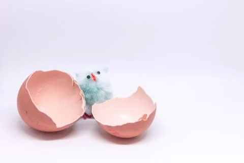 Isolated blue chicken sitting in a shell on the background of a broken shell. Stock Photos