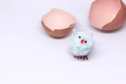 Isolated blue chicken sitting in a shell on the background of a Stock Photos