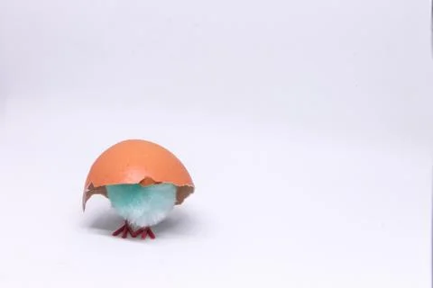 Isolated blue chicken sitting in a shell on the background of a Stock Photos