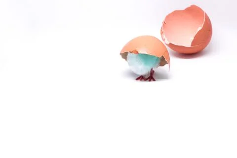 Isolated blue chicken sitting in a shell on the background of a Stock Photos