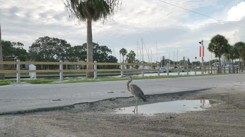 Isolated blue gray heron perched on two legs standing in a water filled pothole Stock Footage 284049871