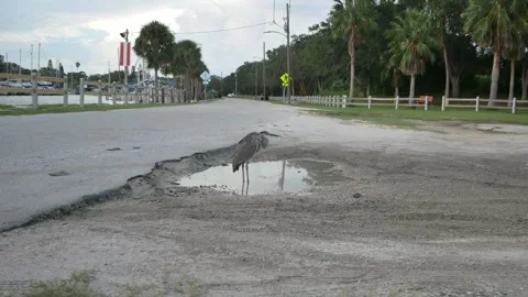 Isolated blue gray heron perched on two legs standing in a water filled pothole Stock Footage 284050200