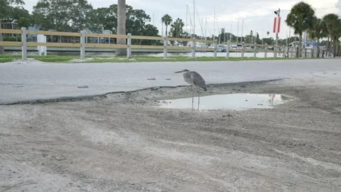 Isolated blue gray heron perched on two legs standing in a water filled pothole Stock Footage 284050205