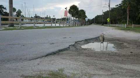 Isolated blue gray heron perched on two legs standing in a water filled pothole Stock Footage 284050250
