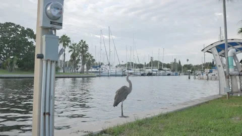 Isolated blue gray heron perched on two legs looking to the right near marina se Stock Footage 284112767