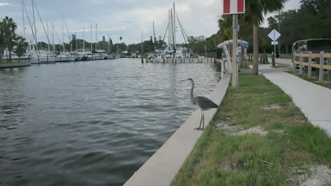 Isolated blue gray heron perched on two legs looking into water over marina seaw Stock Footage 284116286