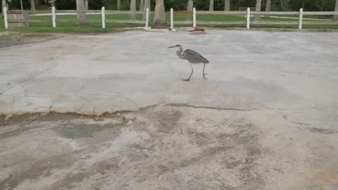 Isolated blue gray heron walking right to left across an old parking lot with cr Stock Footage 284110399