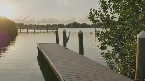 Isolated blue heron perched on one leg standing on small boat dock looking right Stock Footage 282533243