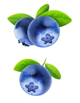 Isolated blueberries Stock Photos